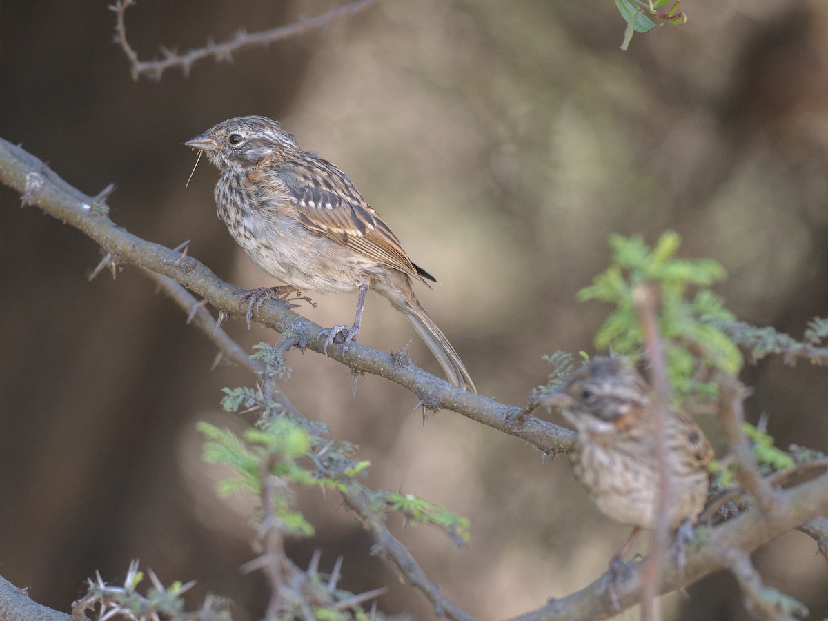 Bruant chingolo - ML644496634