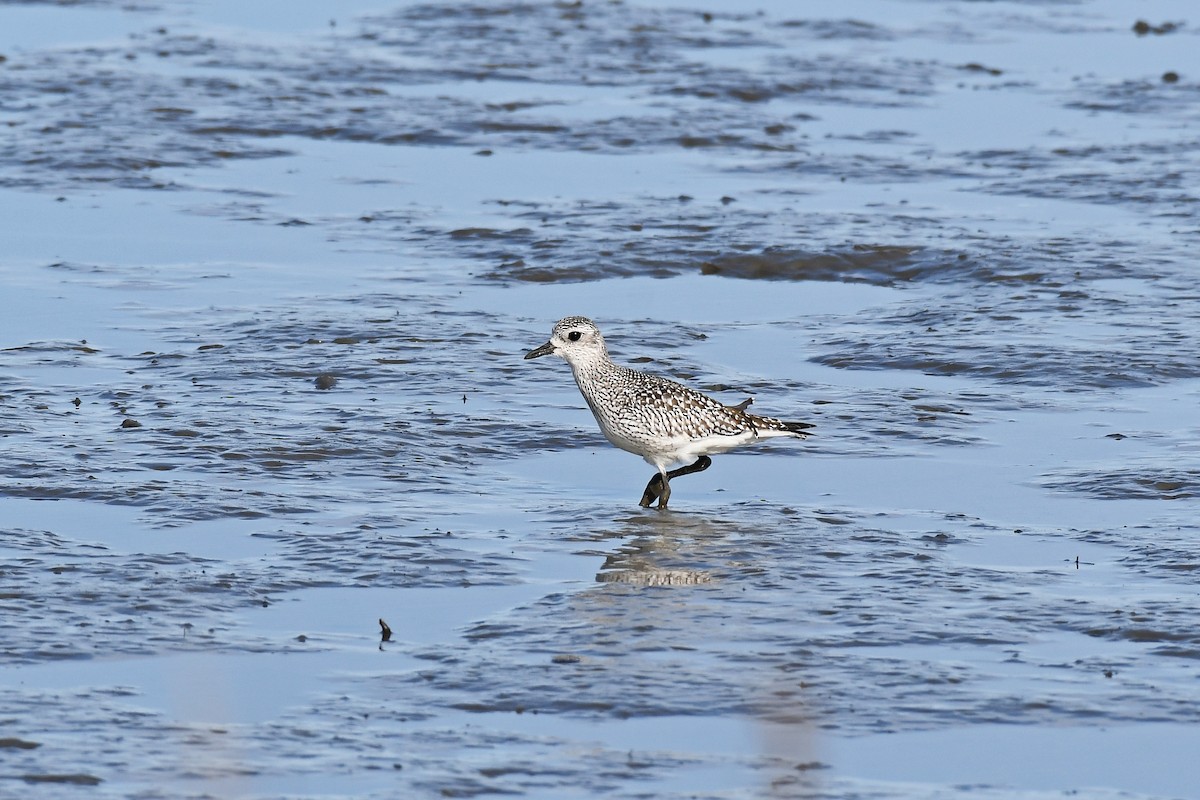 Pluvier argenté - ML644496635
