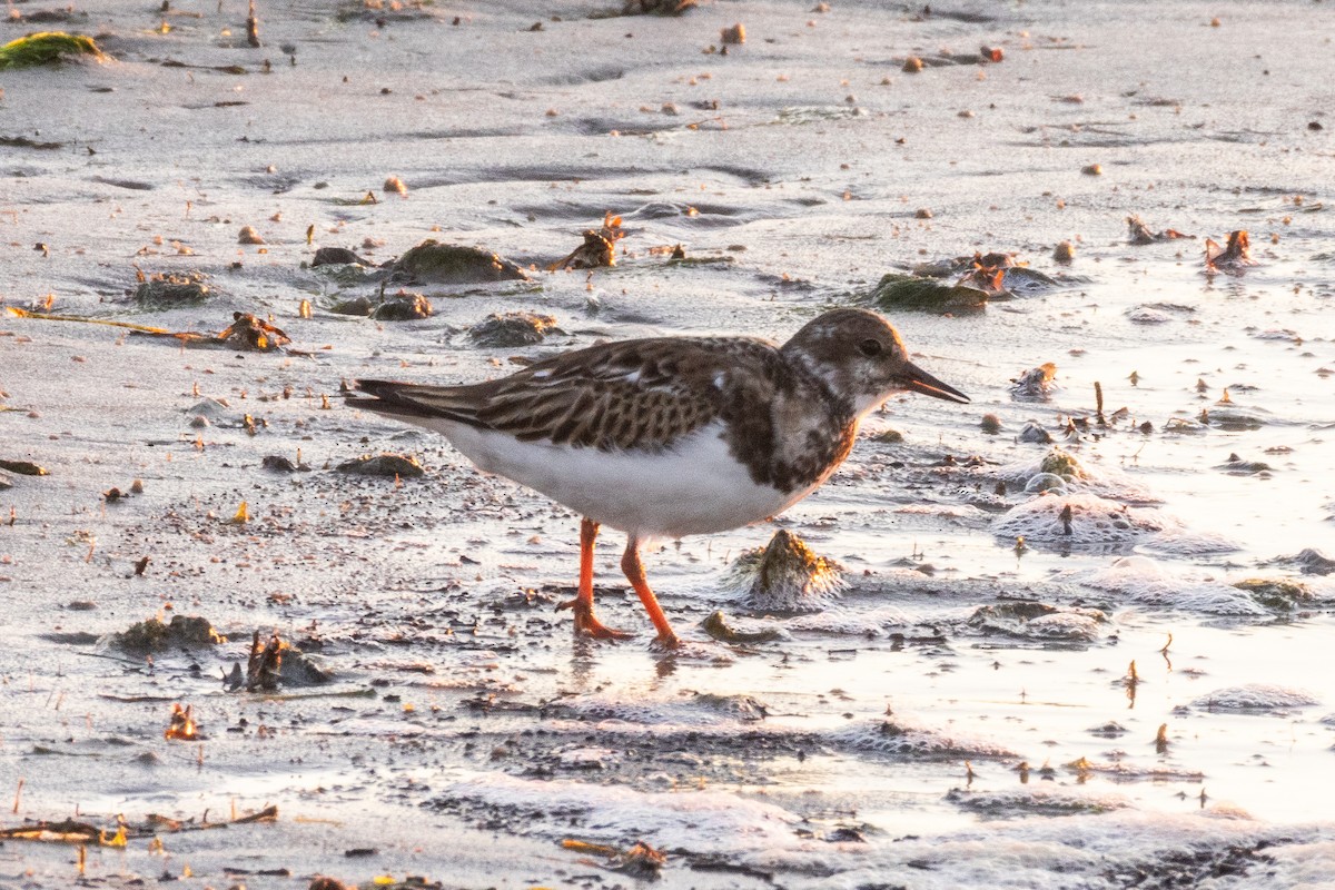 Tournepierre à collier - ML644496637