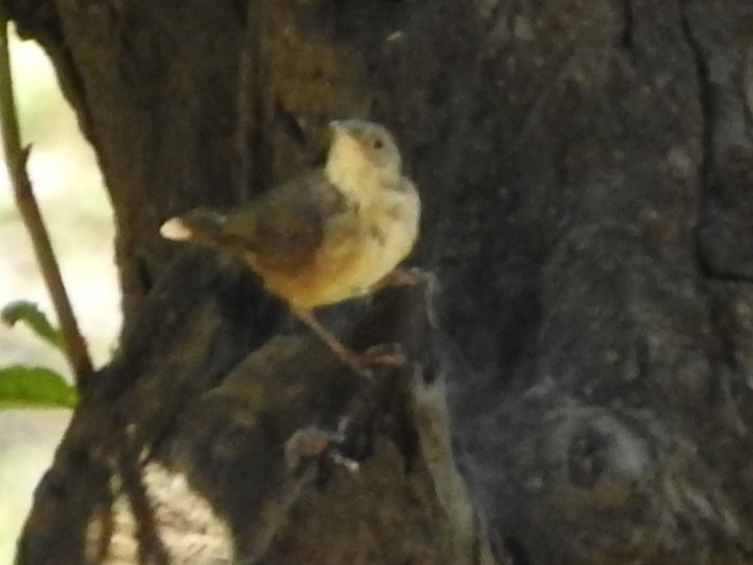 Chochín Criollo Sureño - ML644496639