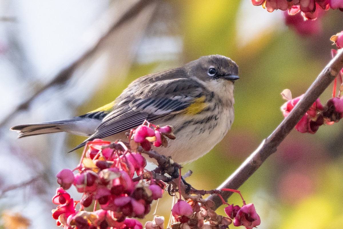 Paruline à croupion jaune - ML644496640