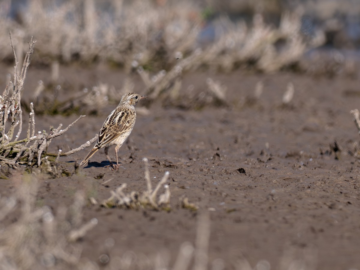 Pipit correndera - ML644496641