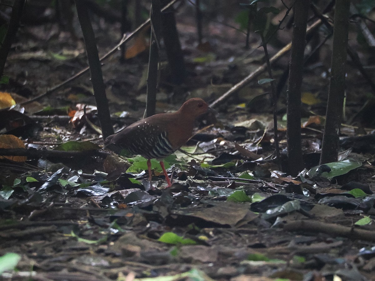 Râle barré - ML644496643