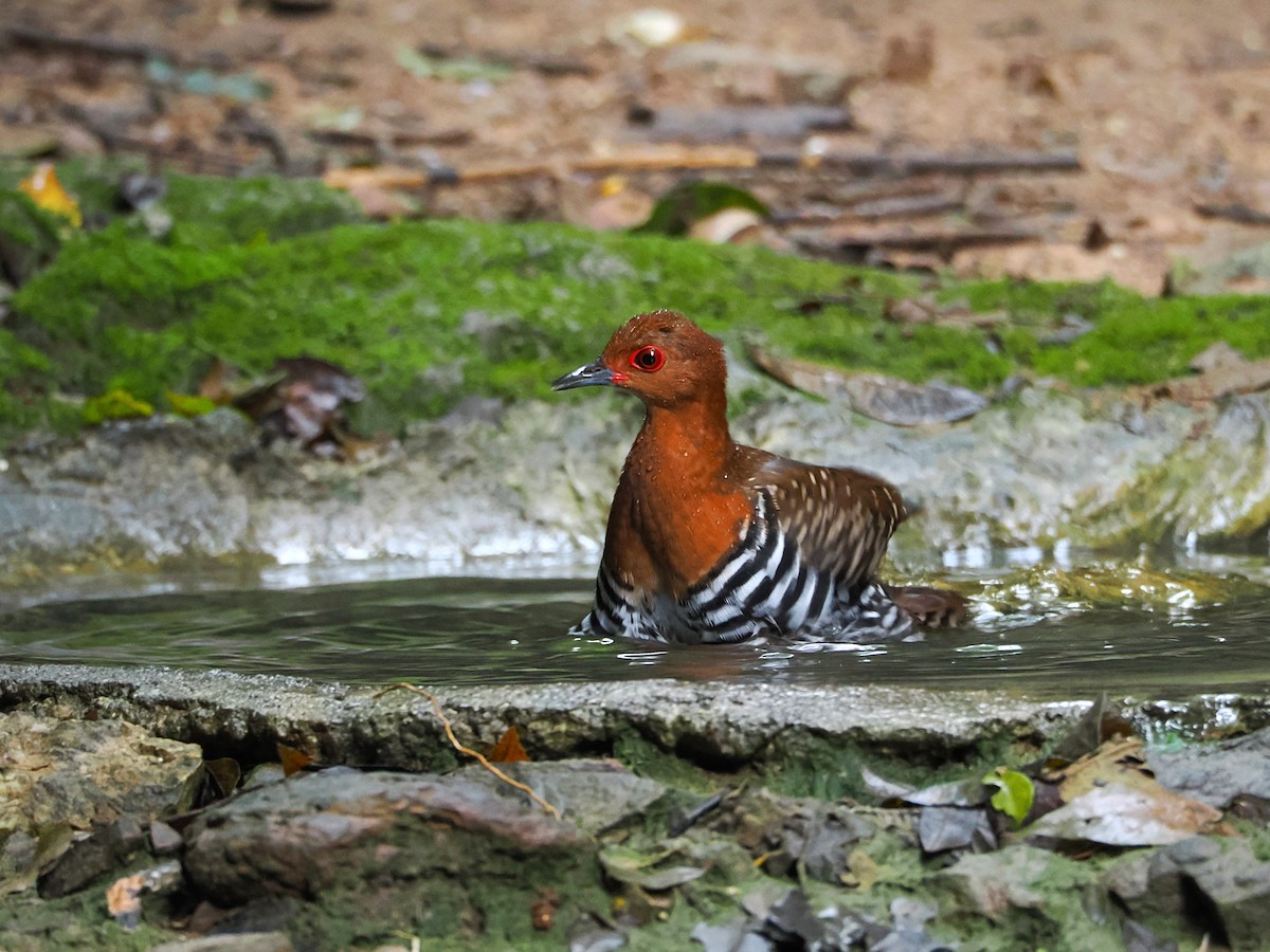 Râle barré - ML644496644