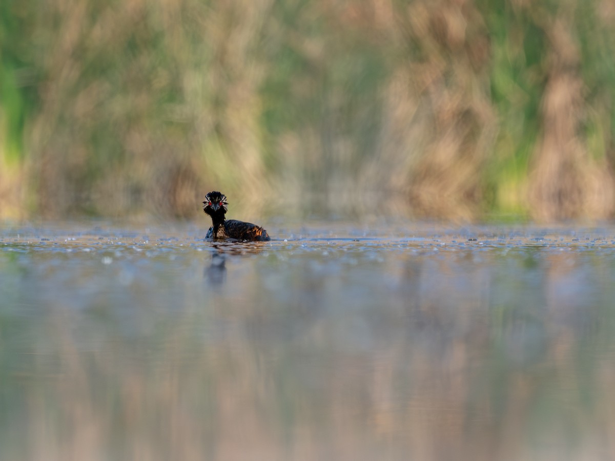 Grèbe de Rolland - ML644496645