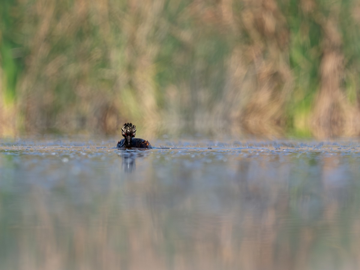 Grèbe de Rolland - ML644496646