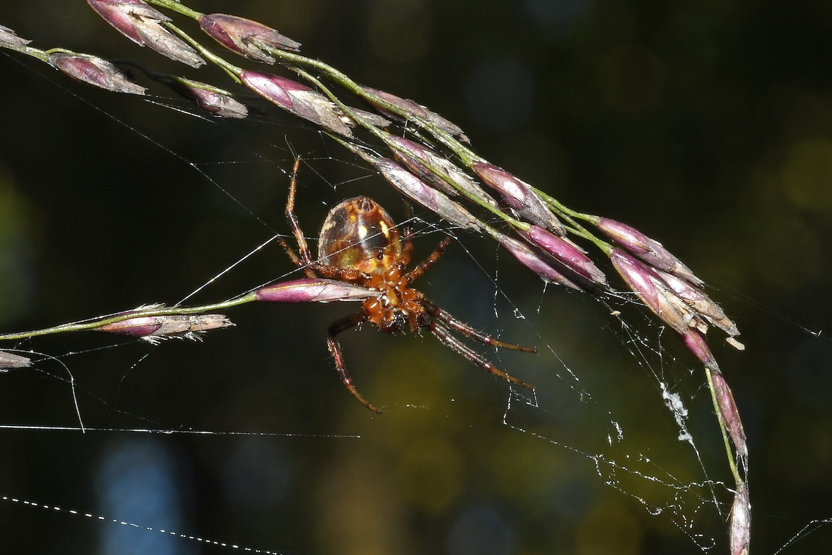 Araña tejedora arabesca - ML644496647