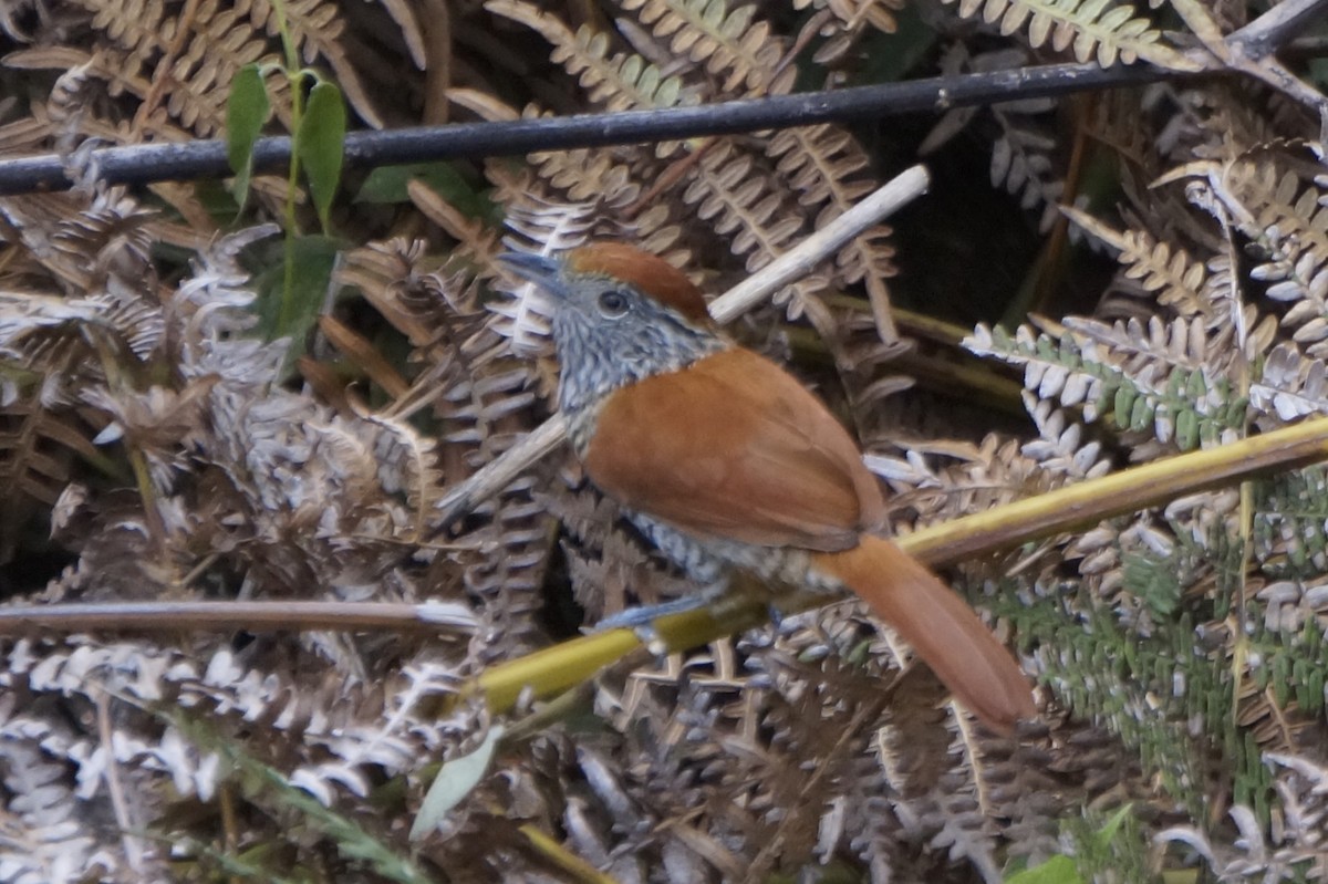 Batara de Lafresnaye - ML644496648