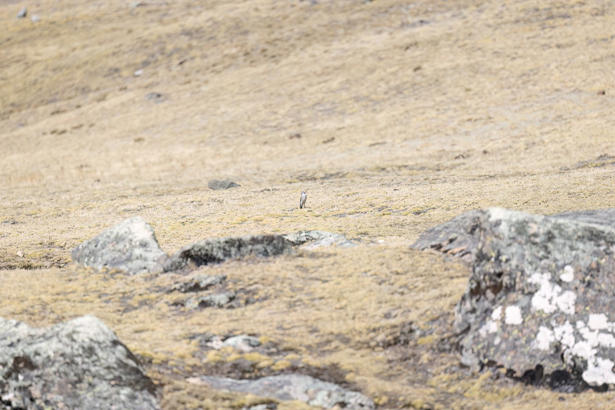 Dormilon à nuque jaune - ML644496650