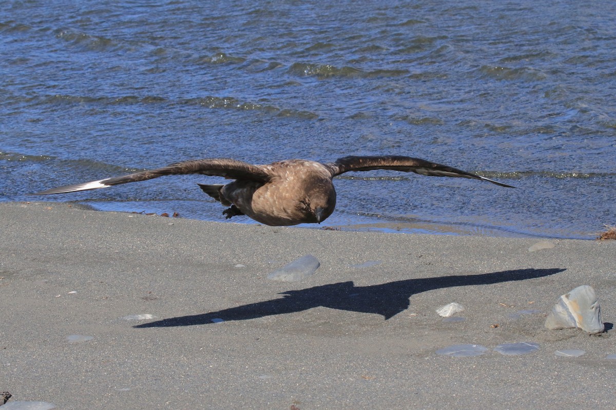 Labbe antarctique (lonnbergi) - ML644496651