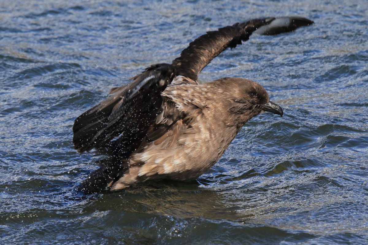 Labbe antarctique (lonnbergi) - ML644496652
