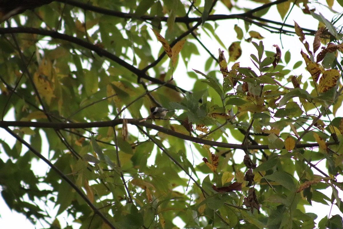 Mésange de Caroline - ML644496654