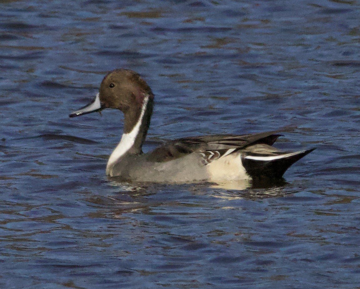 Canard pilet - ML644496656