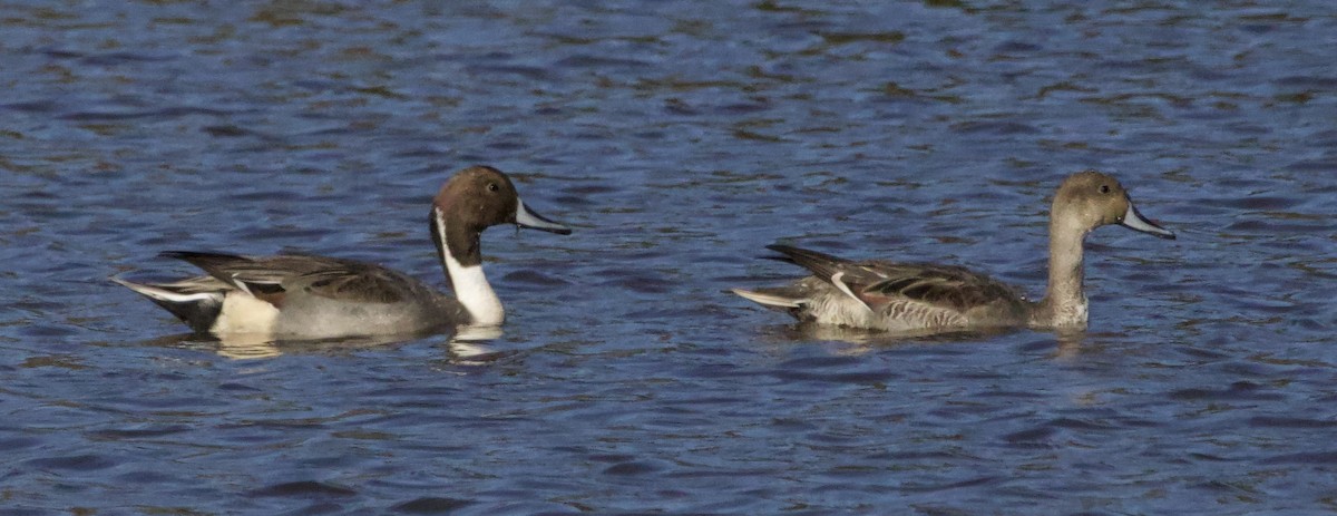 Canard pilet - ML644496657