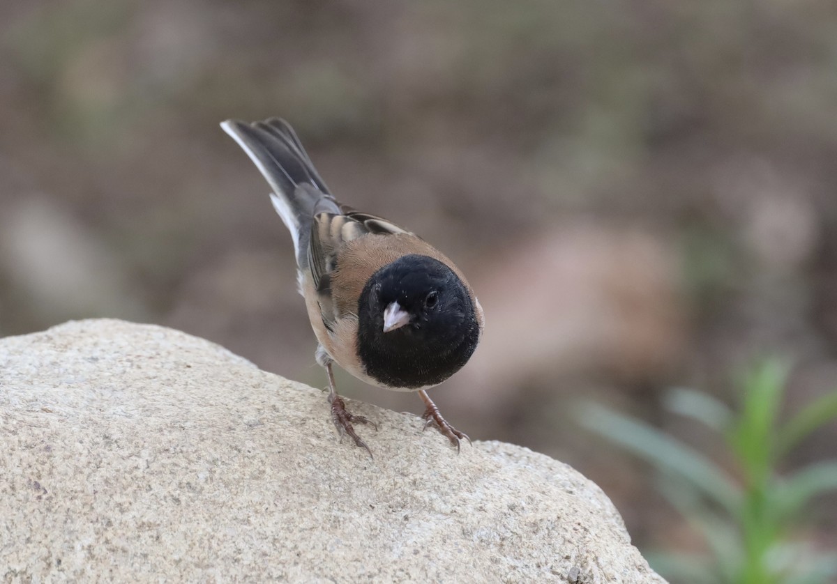 Junco ardoisé - ML644496658