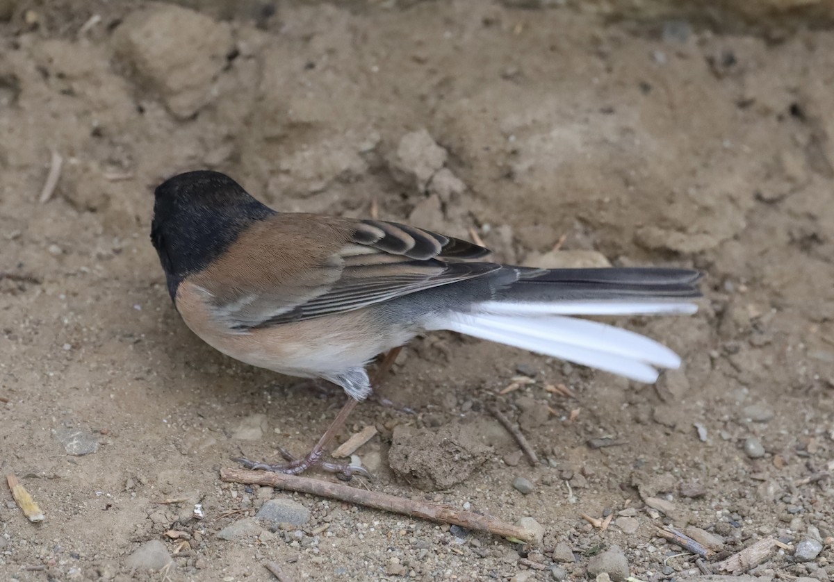 Junco ardoisé - ML644496659