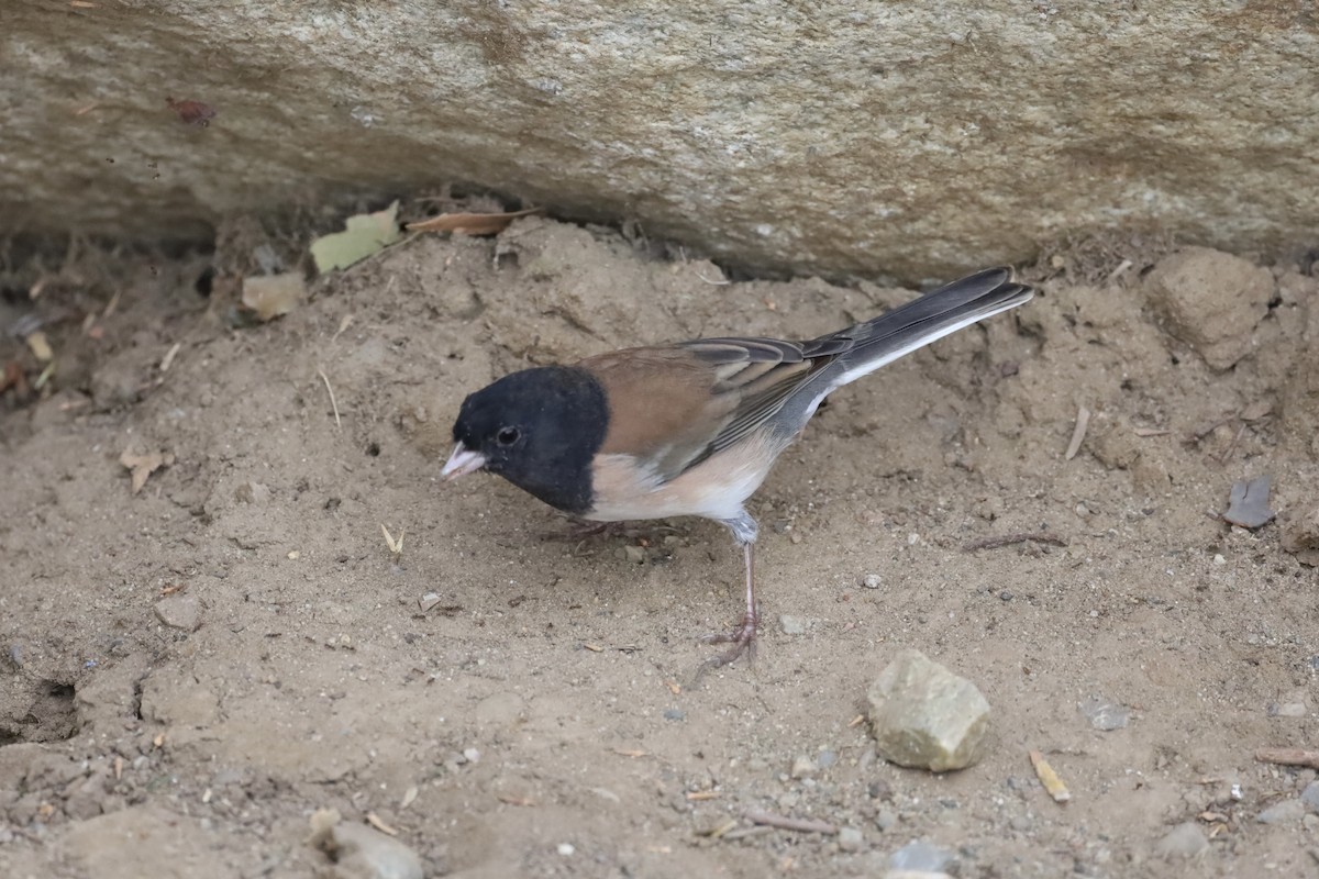 Junco ardoisé - ML644496660