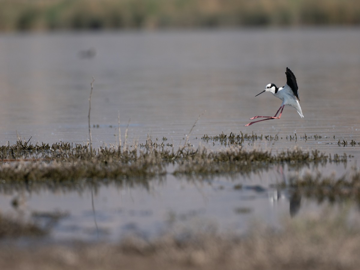 Échasse d'Amérique - ML644496662