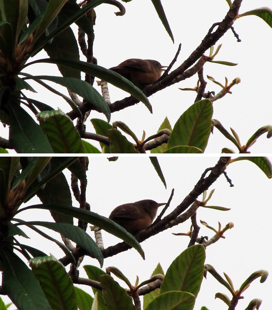 Troglodyte austral - ML644496663