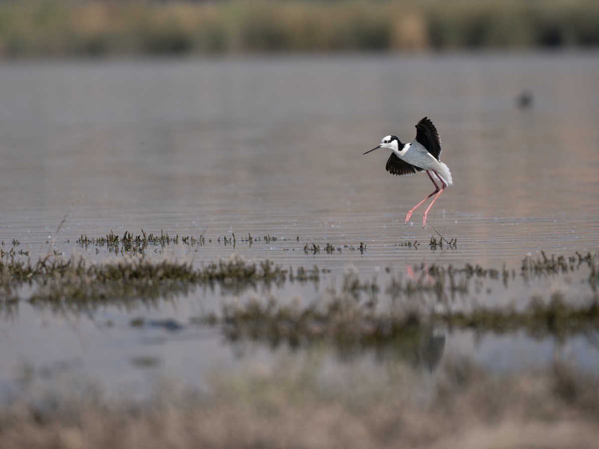 Échasse d'Amérique - ML644496664