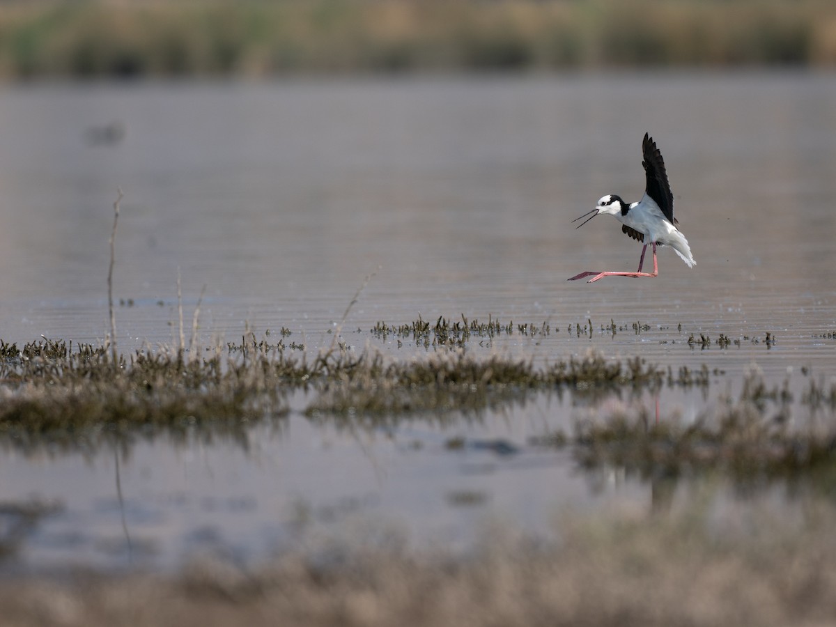 Échasse d'Amérique - ML644496665