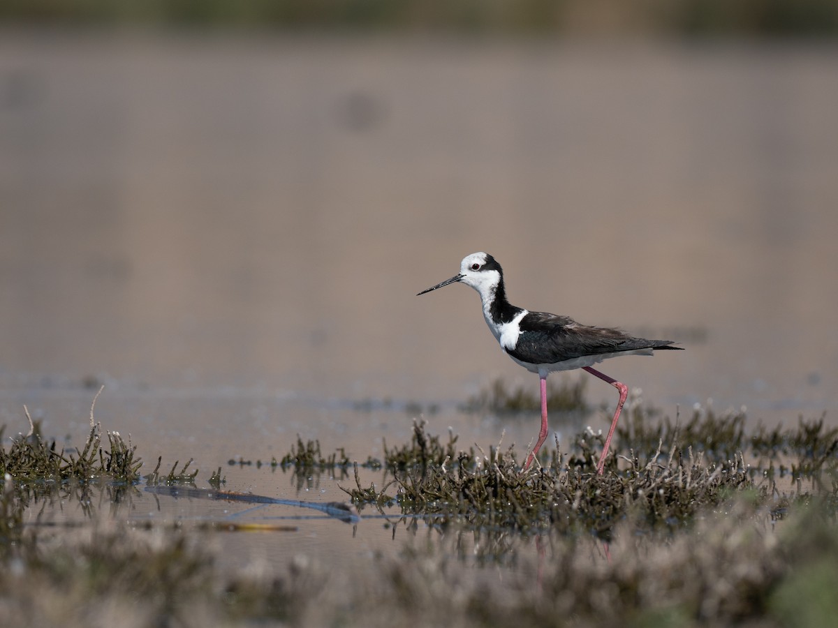 Échasse d'Amérique - ML644496666