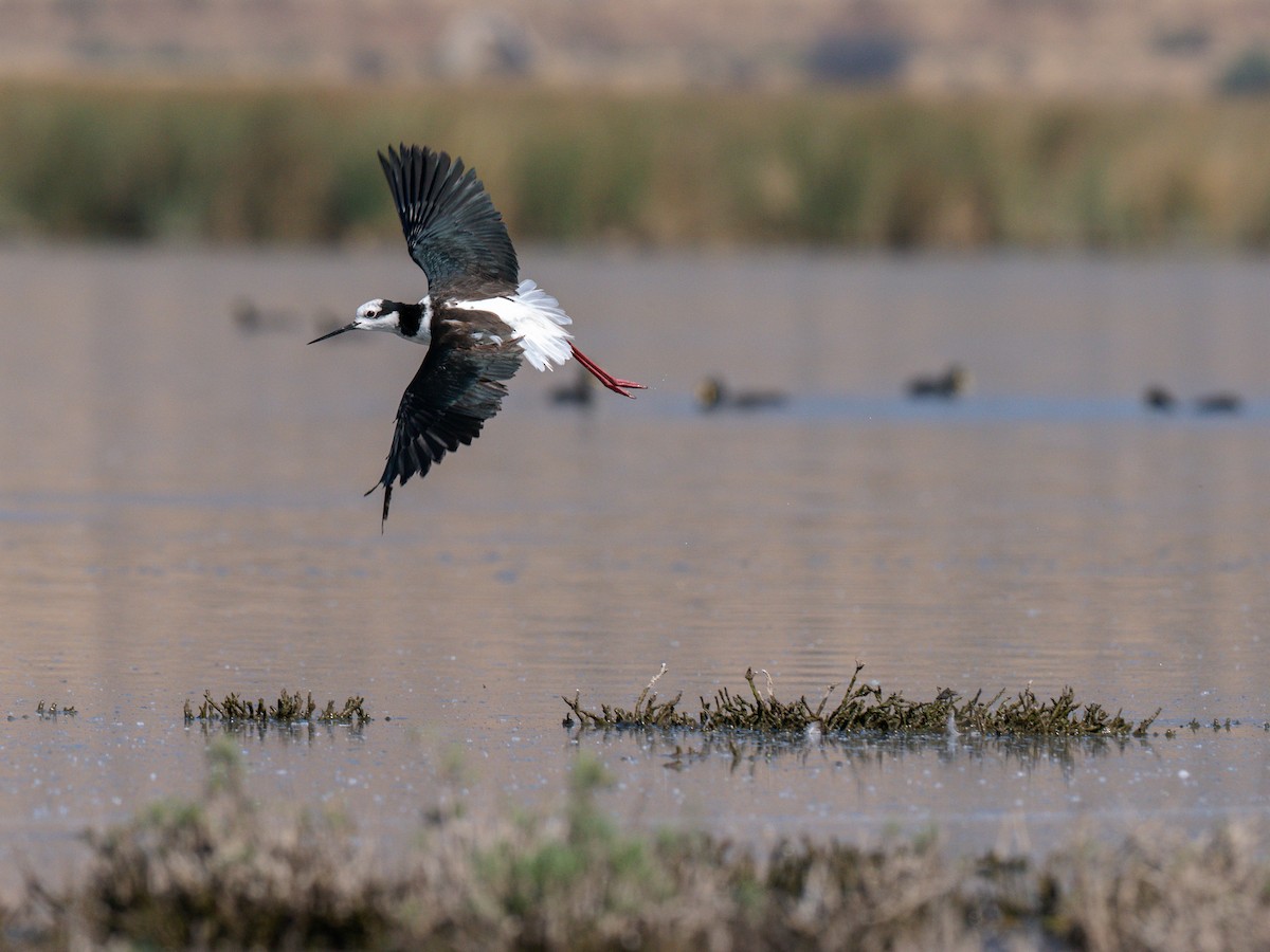 Échasse d'Amérique - ML644496667