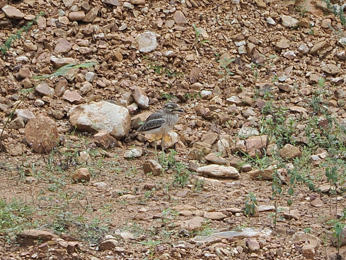 Oedicnème indien - ML644496668