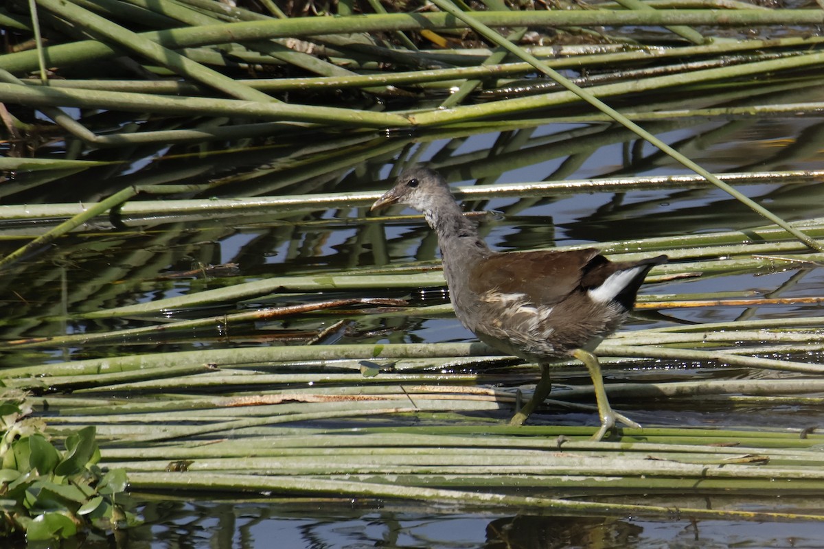 Amerika Sutavuğu - ML644496671