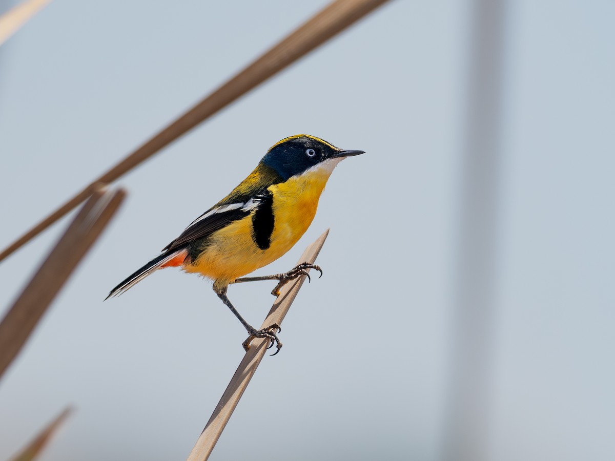 Many-colored Rush Tyrant - ML644496679