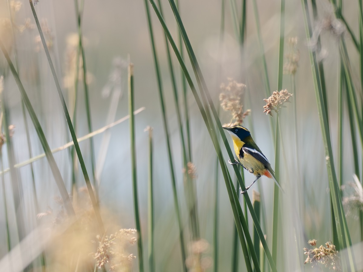 Many-colored Rush Tyrant - ML644496680