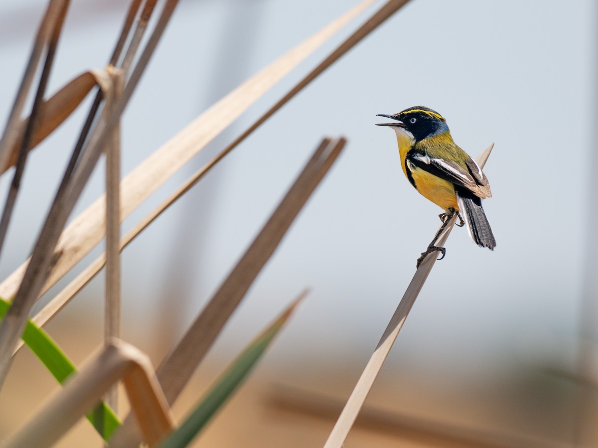 Many-colored Rush Tyrant - ML644496681