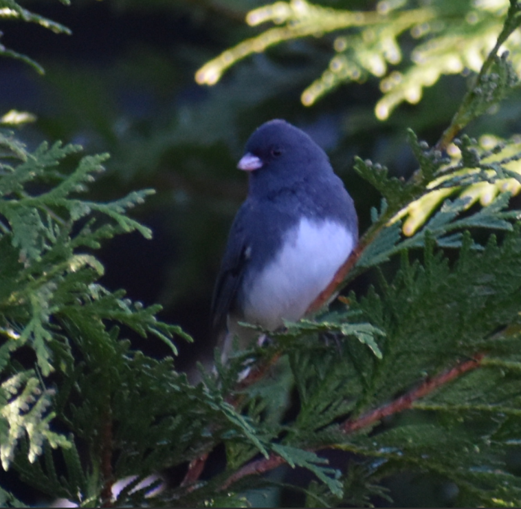 Dark-eyed Junco - ML644496692
