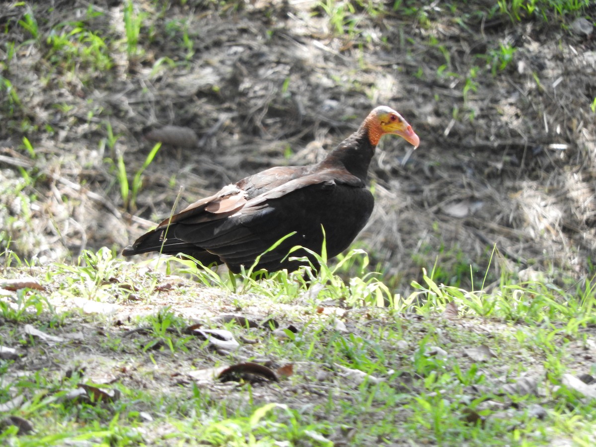 Aura Sabanera - ML644496701