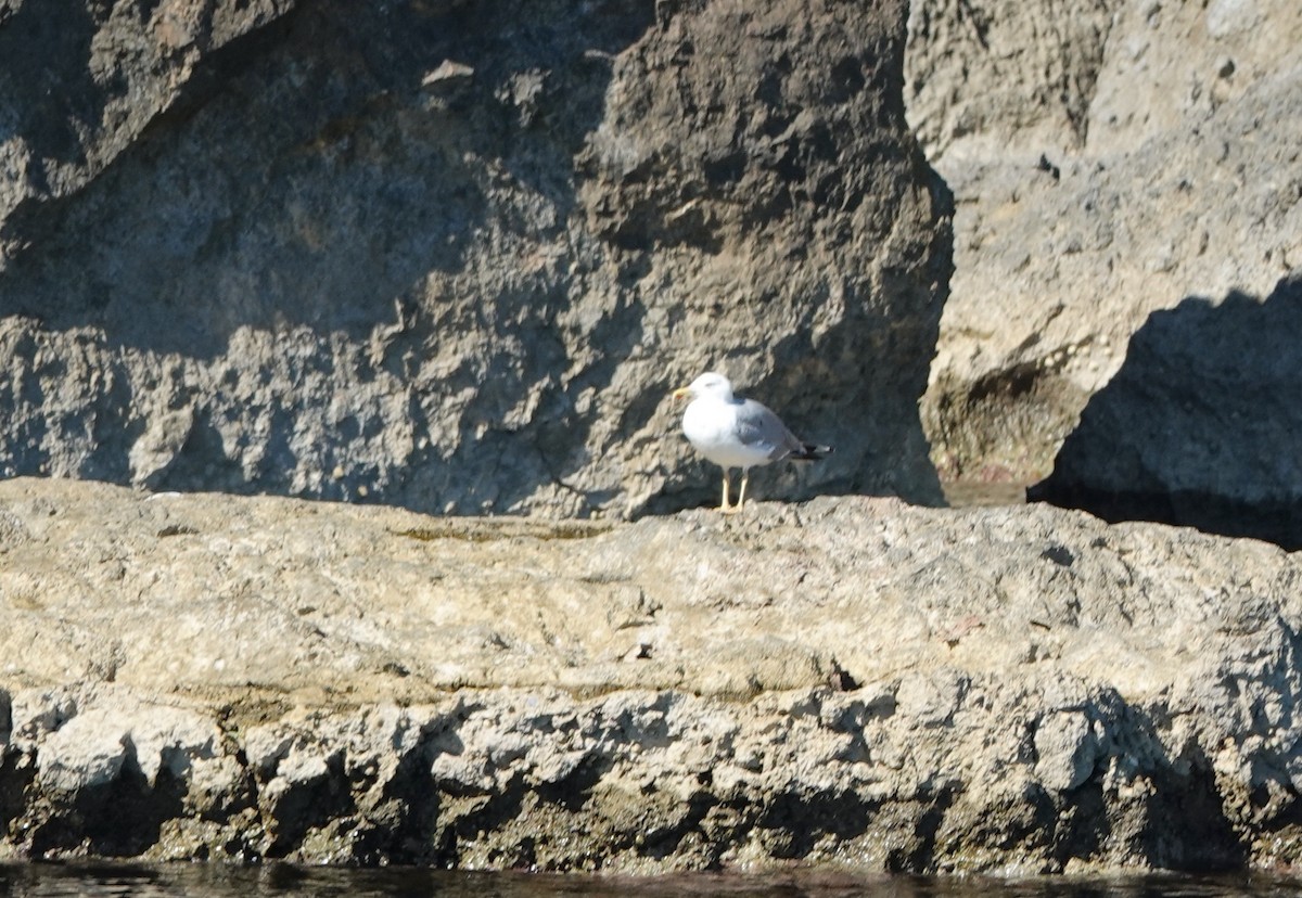 Yellow-legged Gull - ML644496702