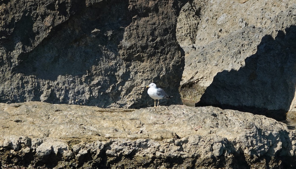 Yellow-legged Gull - ML644496703