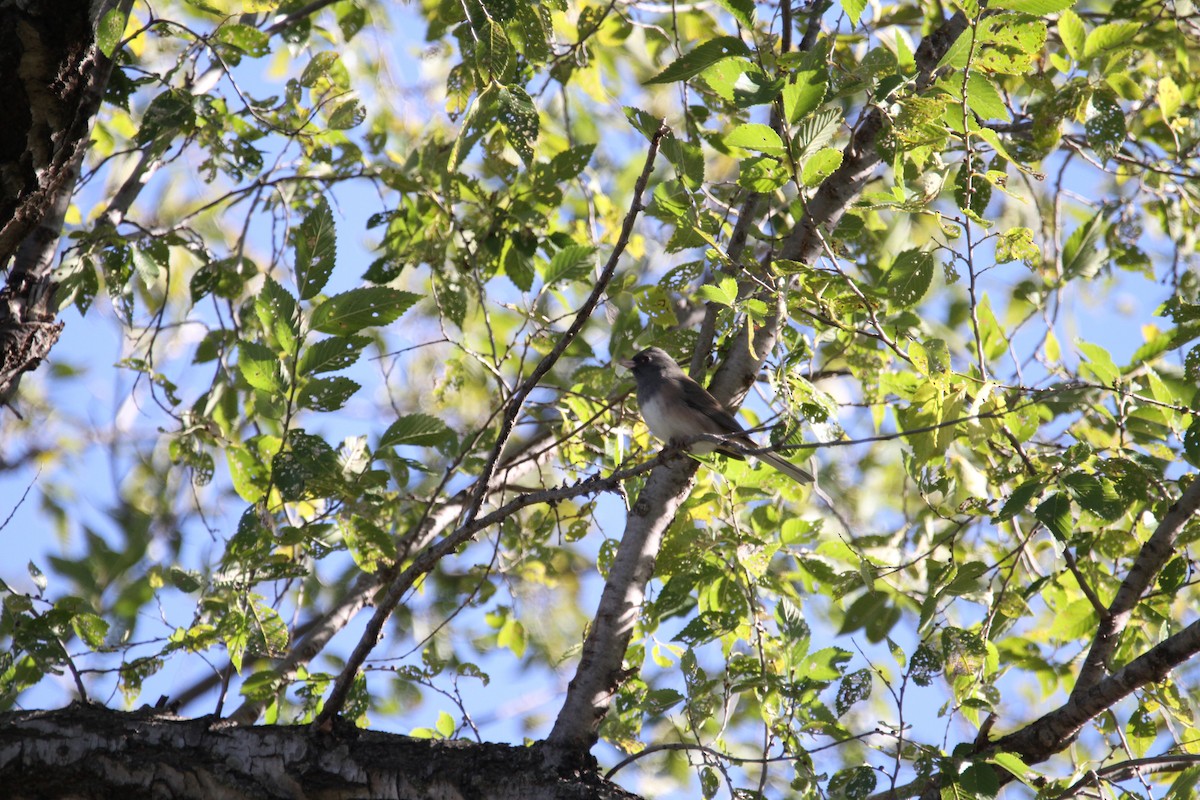Dark-eyed Junco (Oregon) - ML644496704