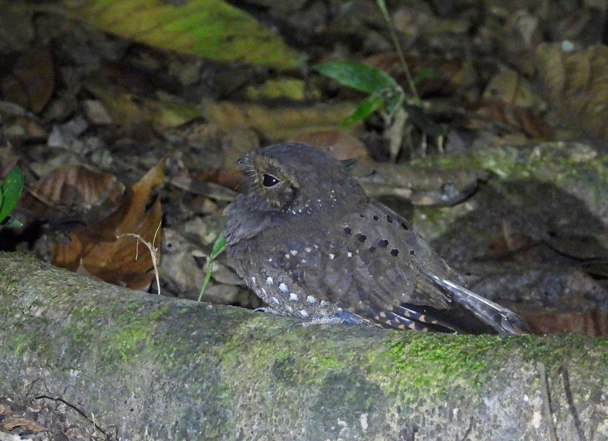 Engoulevent ocellé - ML644496705