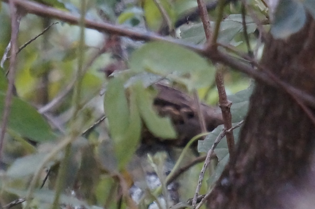 Common Pauraque - ML644496706