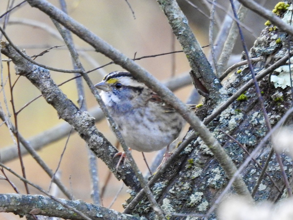 ノドジロシトド - ML644496707