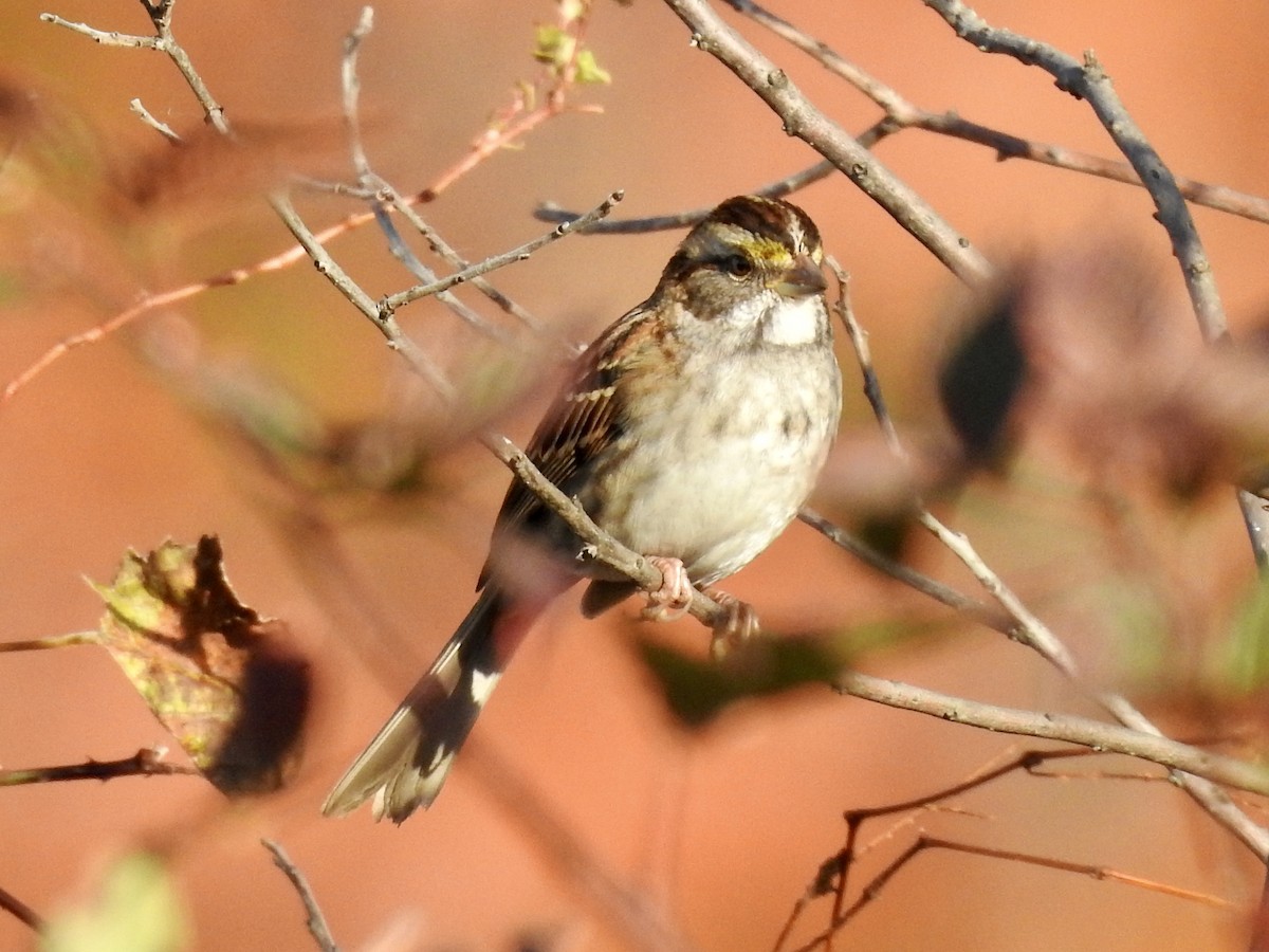 ノドジロシトド - ML644496708