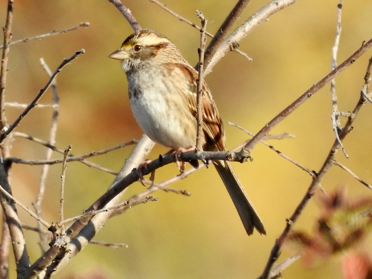 ノドジロシトド - ML644496712