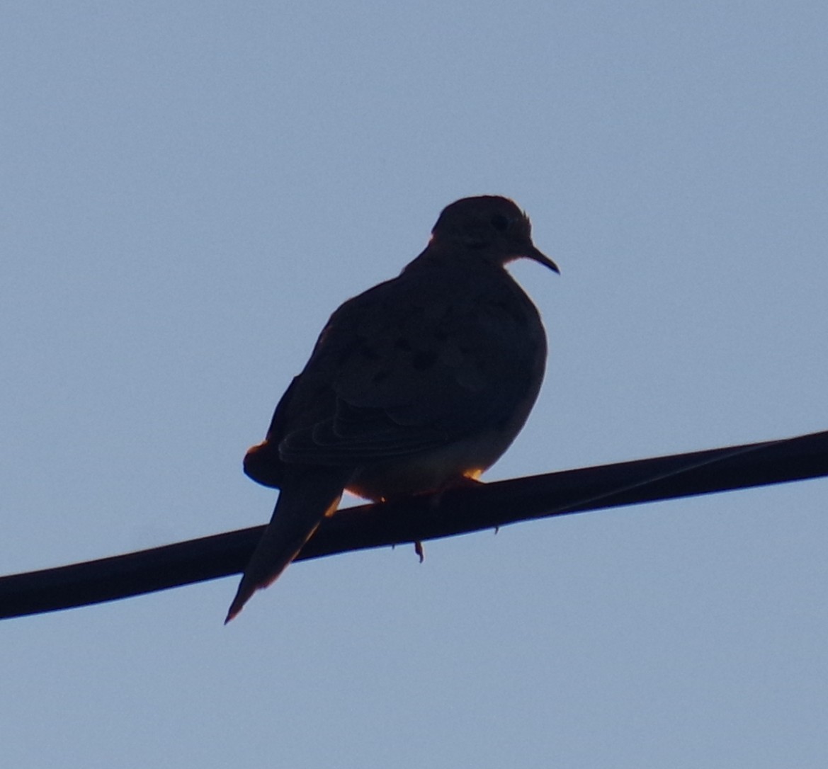 Плачущая горлица - ML644496713