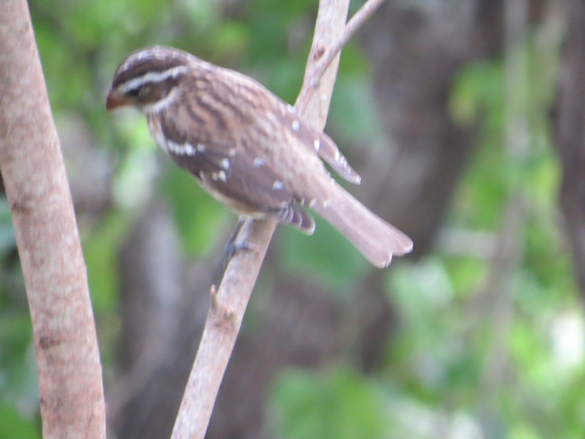 Rose-breasted Grosbeak - ML644496715