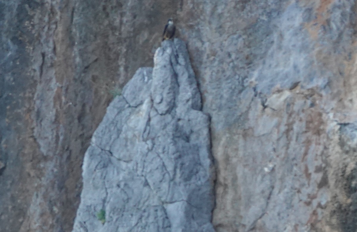 Eleonora's Falcon - ML644496716