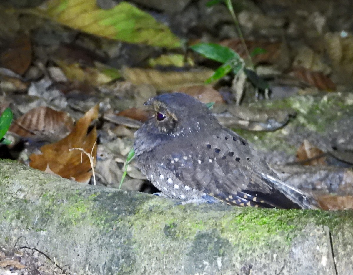 Engoulevent ocellé - ML644496717