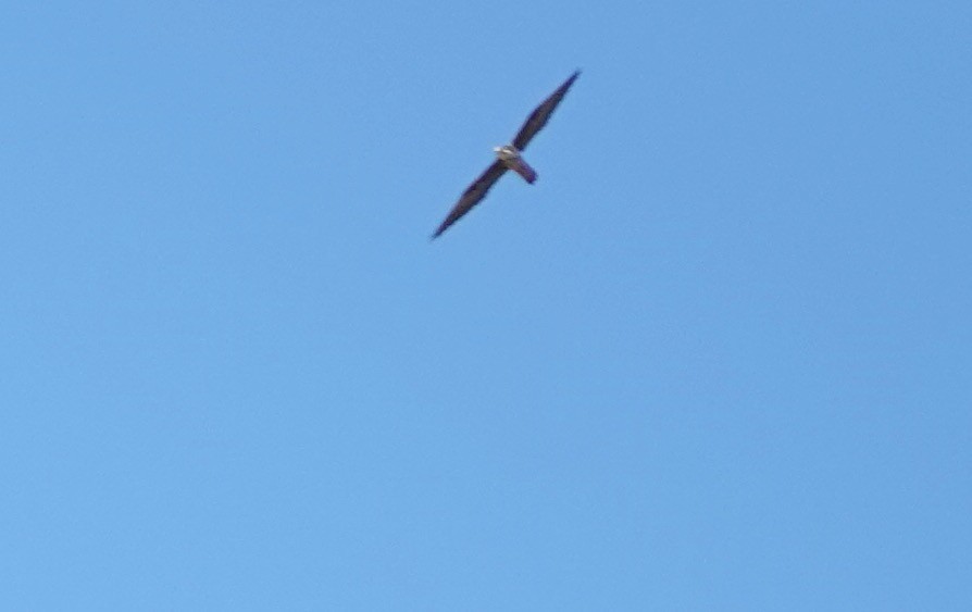 Eleonora's Falcon - ML644496725