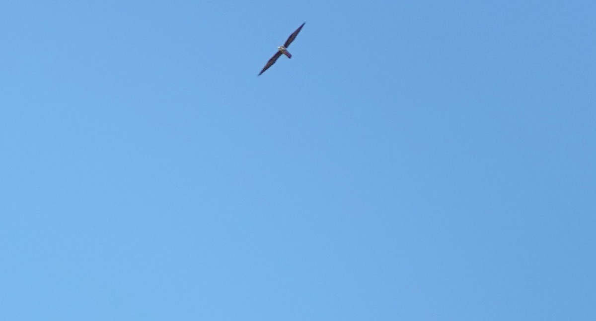 Eleonora's Falcon - ML644496726