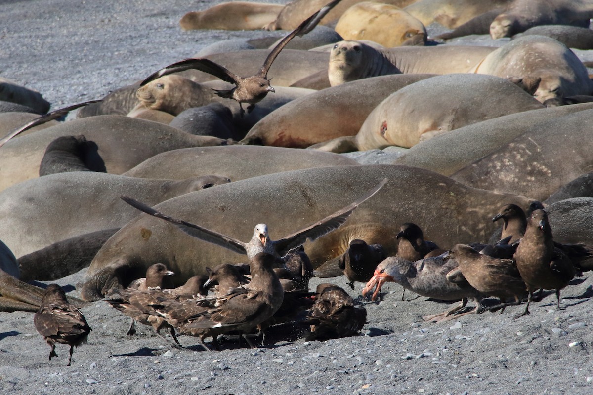 Kahverengi Korsanmartı (lonnbergi) - ML644496728