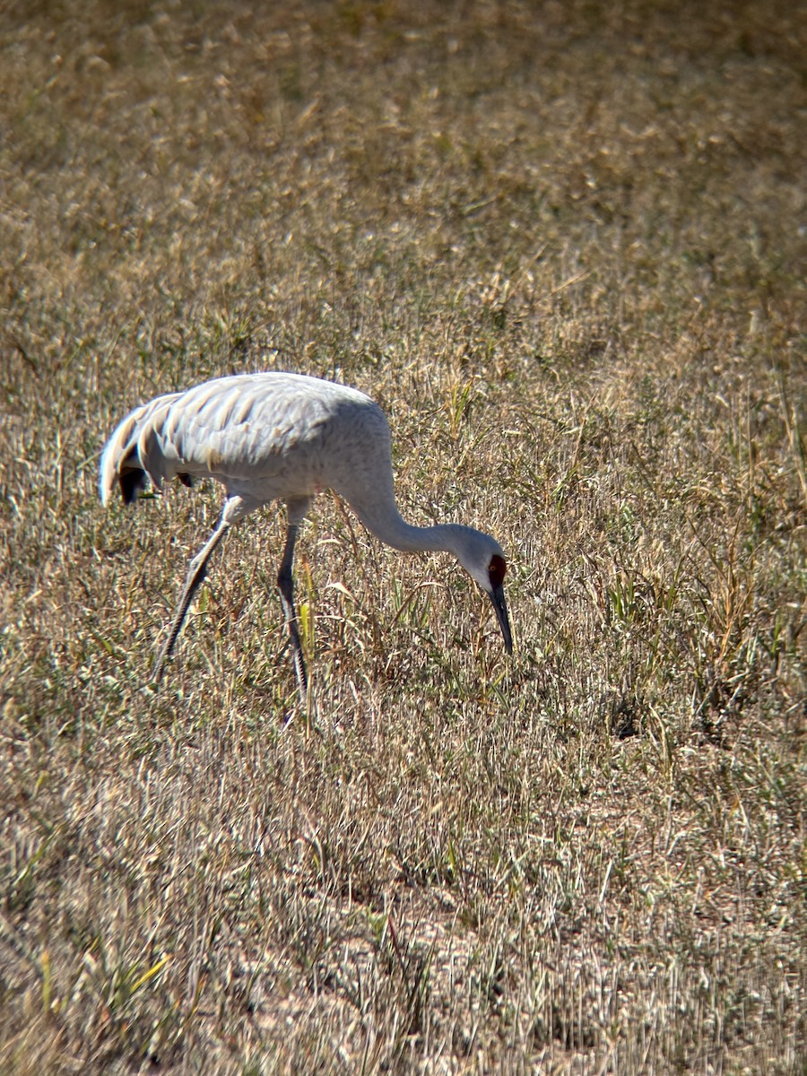 Sandhill Crane - ML644496731